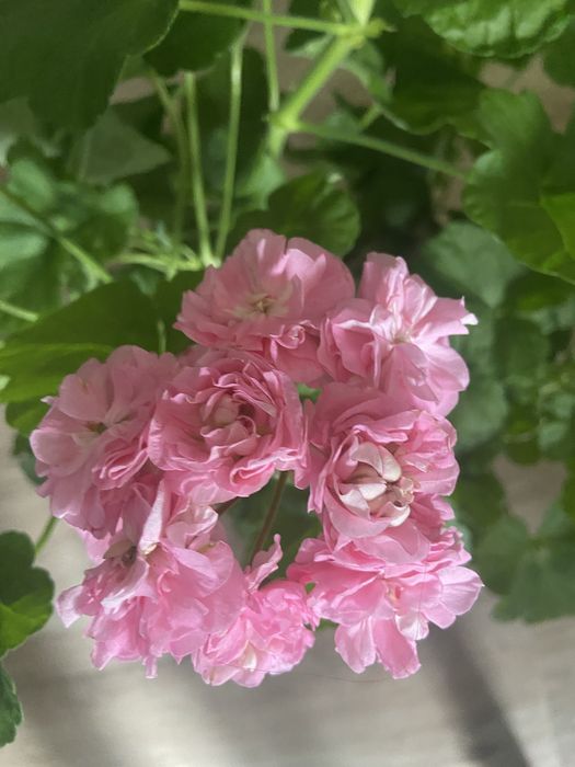 Пеларгонія  зональна, духмяна