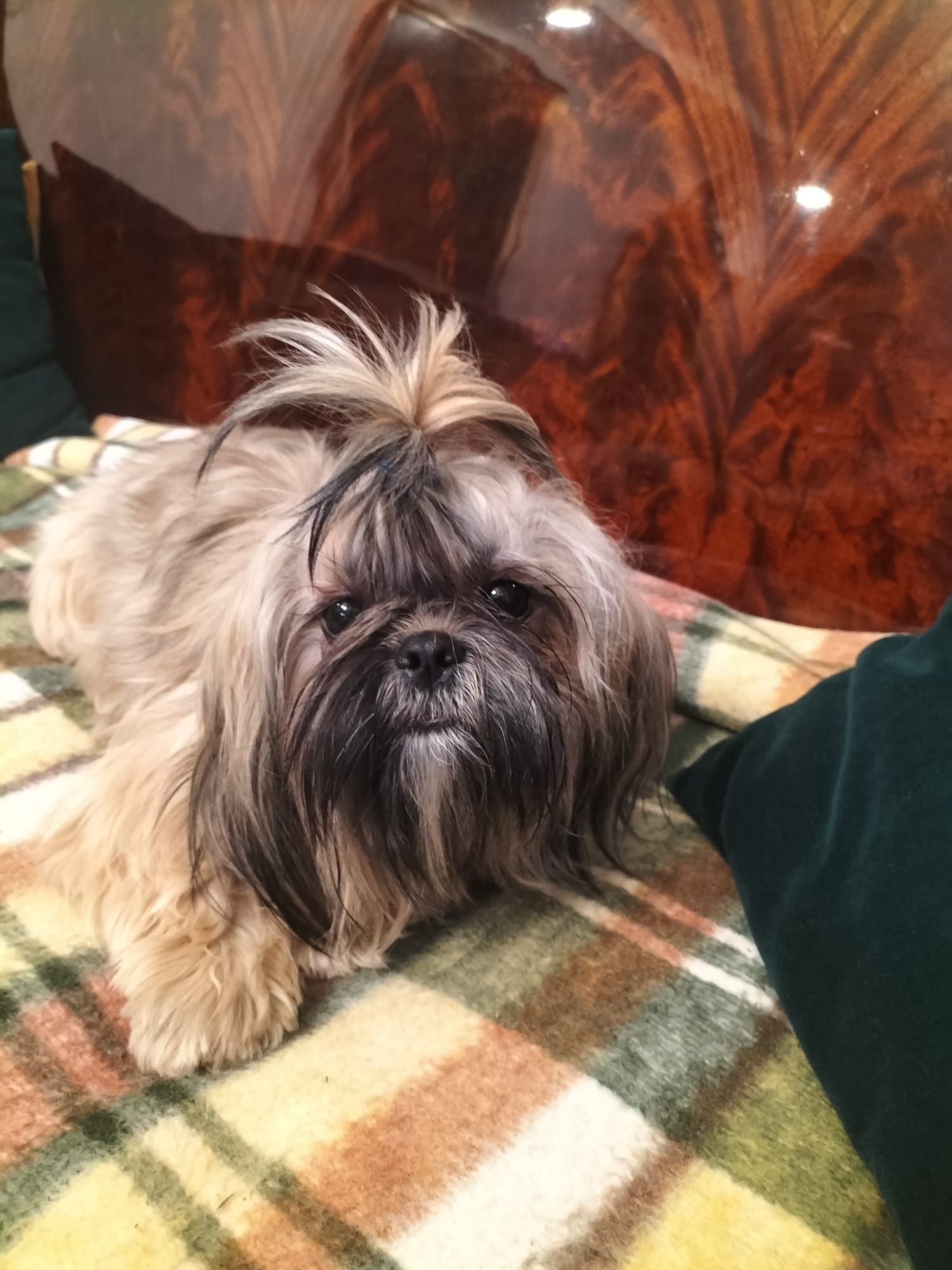 PIesek shih-tzu z  3 szczepieniu. Zdrowy chłopiec