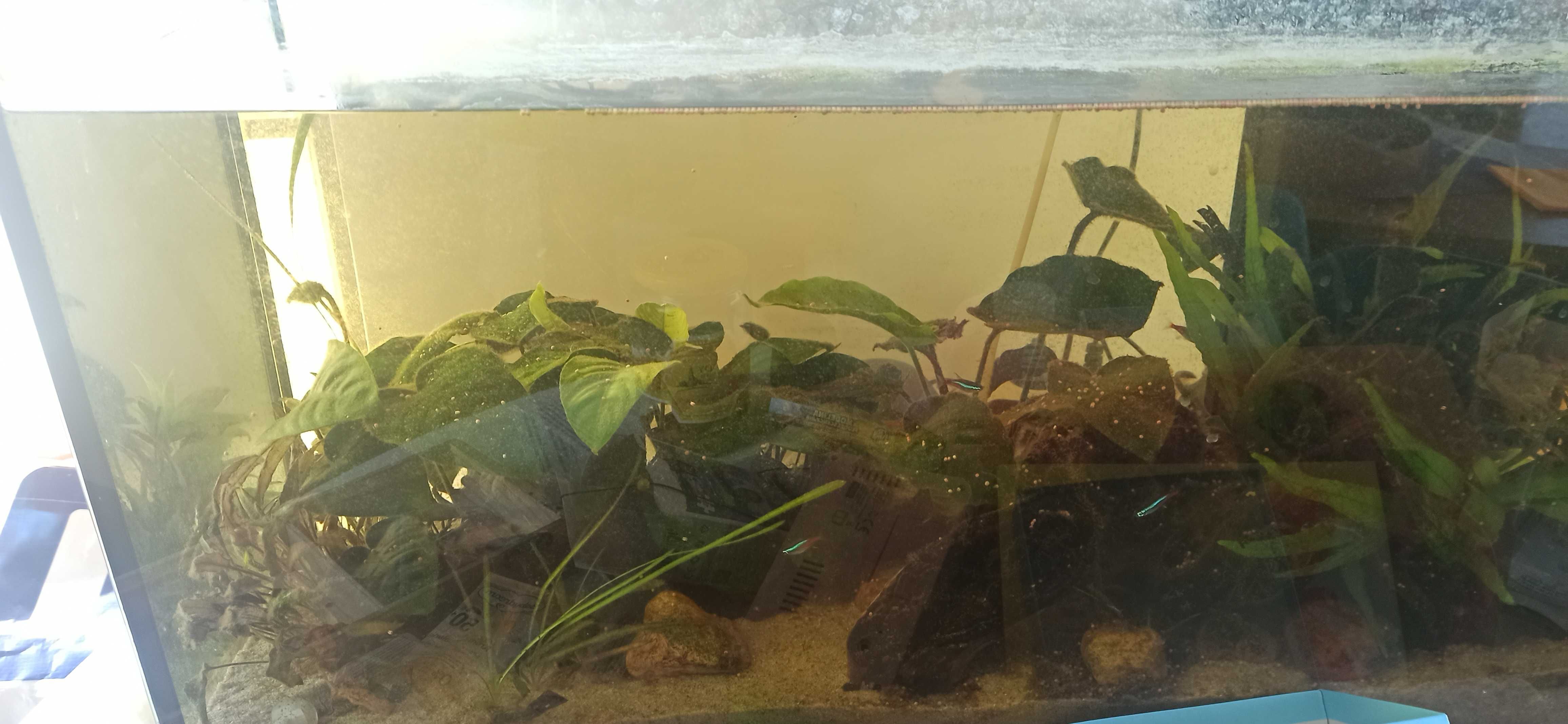 Akwarium 100l z calym osprzętem