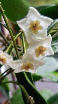 Hoya  Hoja Stoneana