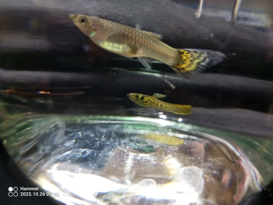 Gupik Tiger cobra parka