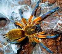 Паук Harpactira pulchripes, самец