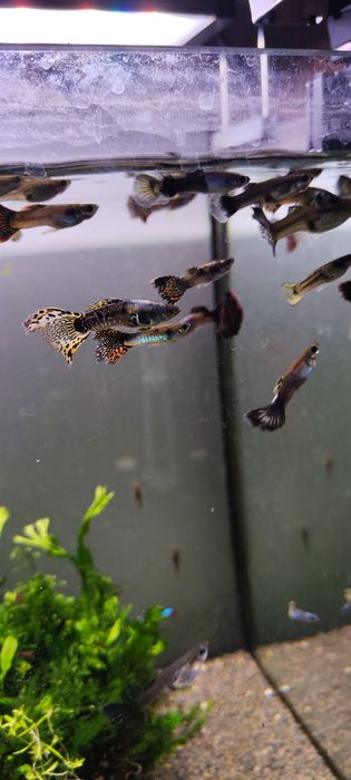 Guppys sortidos - Criação caseira