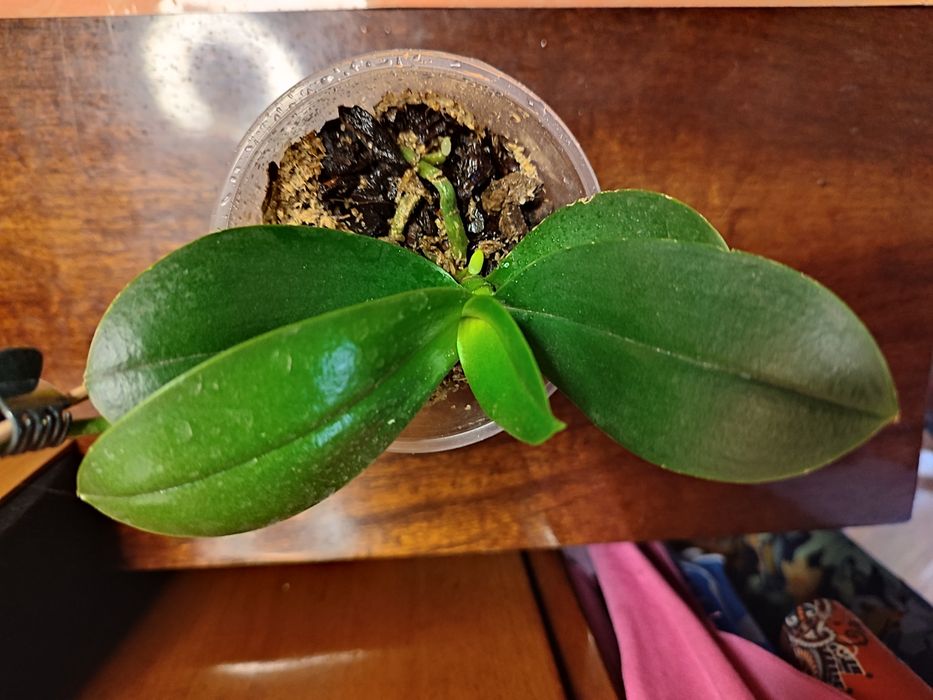 Орхидея пелор- трилипс Trying Shin Smart отцвела.