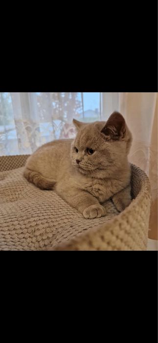 Kot brytyjski liliowy gotowy do odbioru