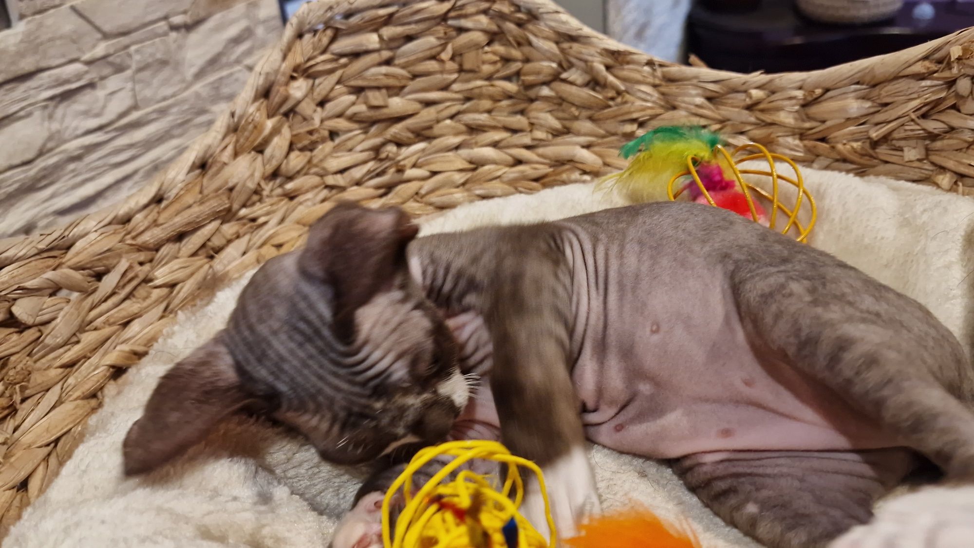 Kocureczek  (rodowód FPL) Devon Rex