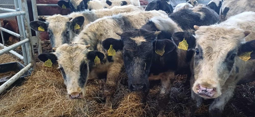 Sprzedam byki odsadki BBB SM LM MM