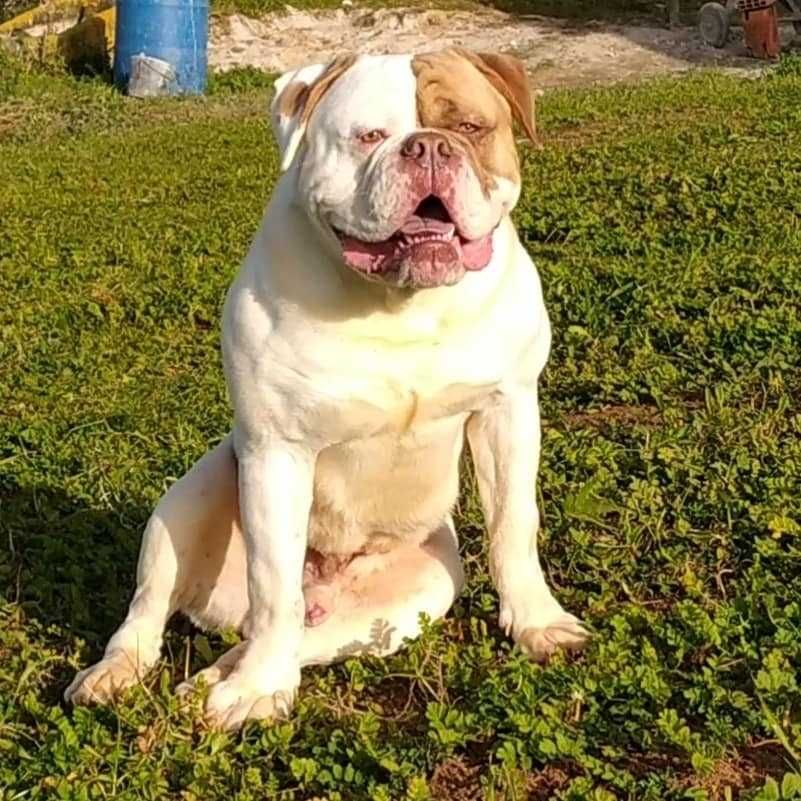 Bulldog Americano para melhoramento da raça