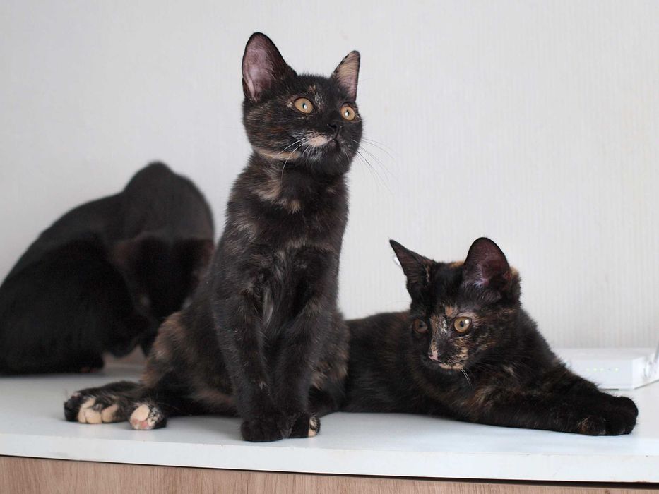 Котенок Джейн ищет дом