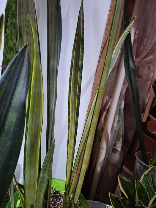 Продам сансевіерії