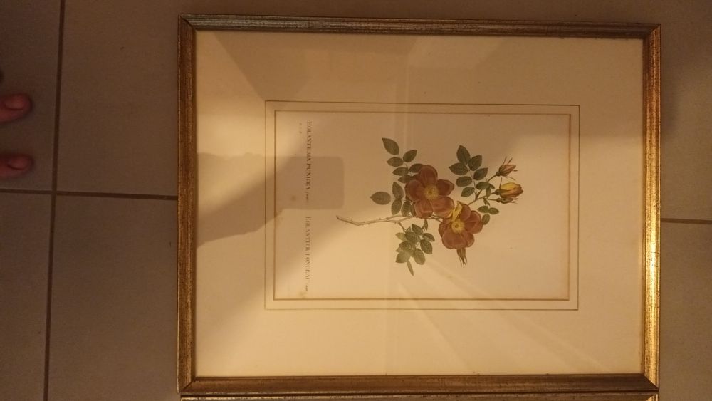 Komplet 4 obrazów z roślinami