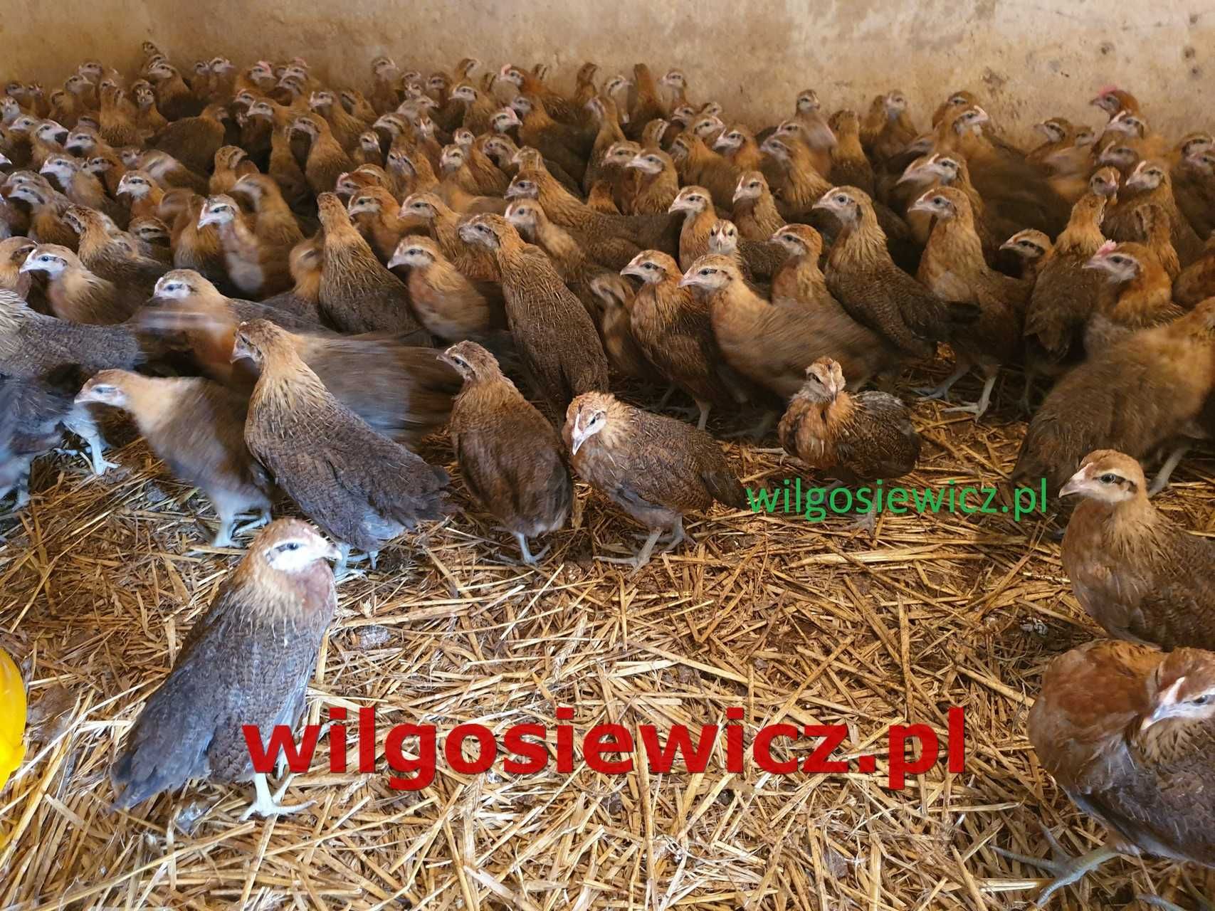 Kury kokoszki nioski Zielononóżki odchowane dostawa na miejsce