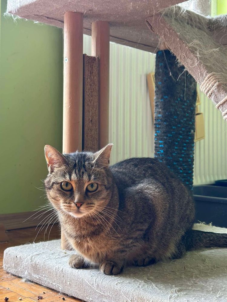 Zabawowa Kaśka szuka domu - kotek do adopcji