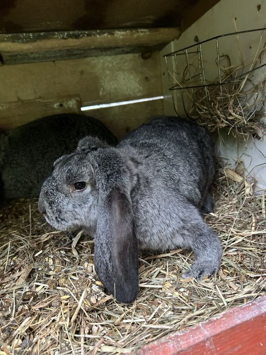 Barany francuskie szynszylowate samice