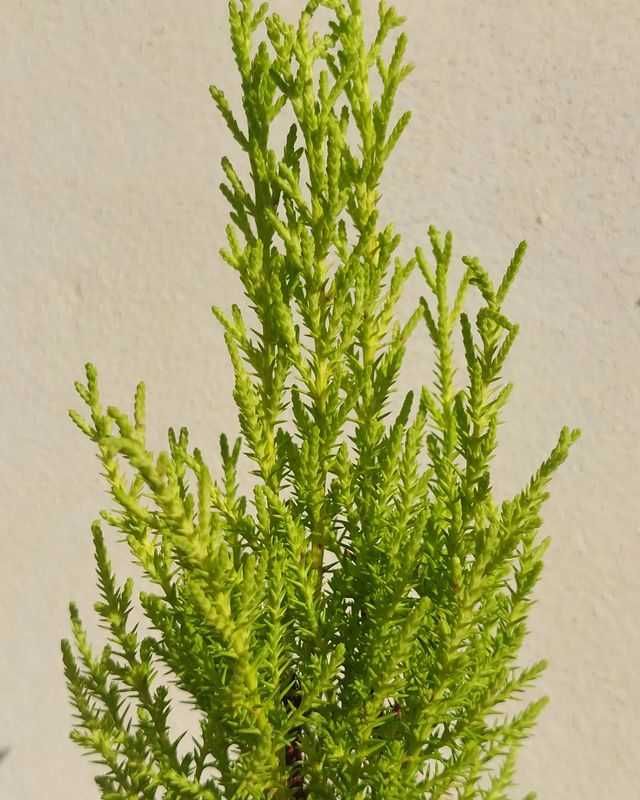 [Planta] Cupressus Lemon