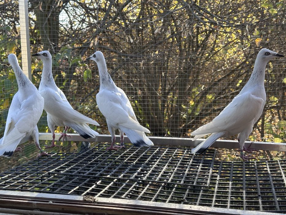 Srebrniaki wyloty 25r