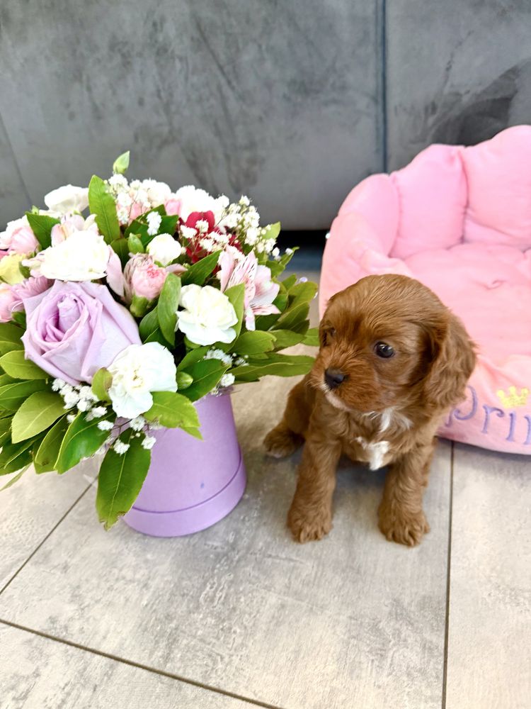 Cavapoo - cavalier & pudel suczka gotowa do odbioru
