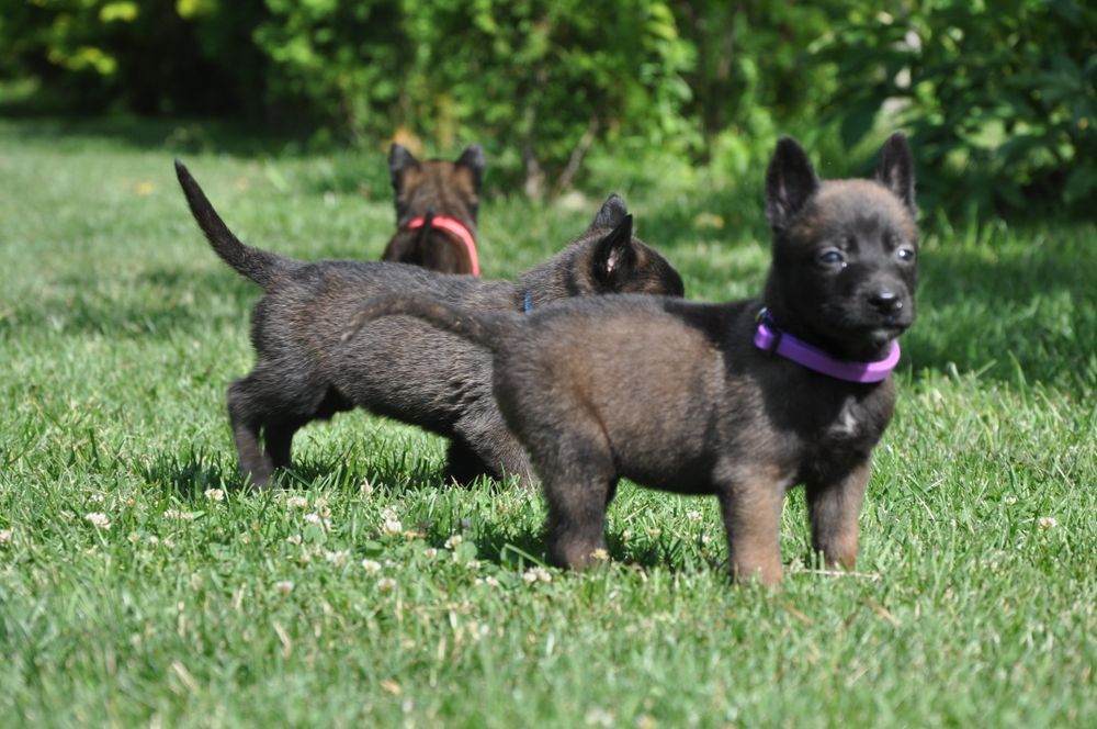 Хлопчик і дівчинка малинуа документи КСУ
