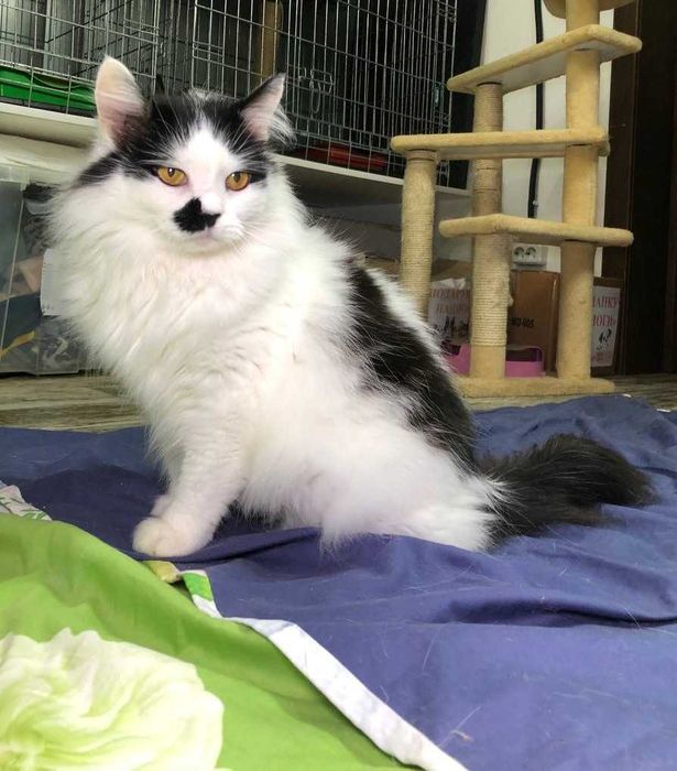 РОЗКІШНИЙ котик Матрос, лагідний, товариський муркотун!