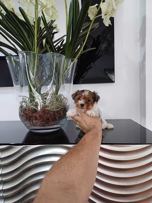 Yorkshire Terrier  Miniatura  FEMEA BRANCA E LILAC TAN