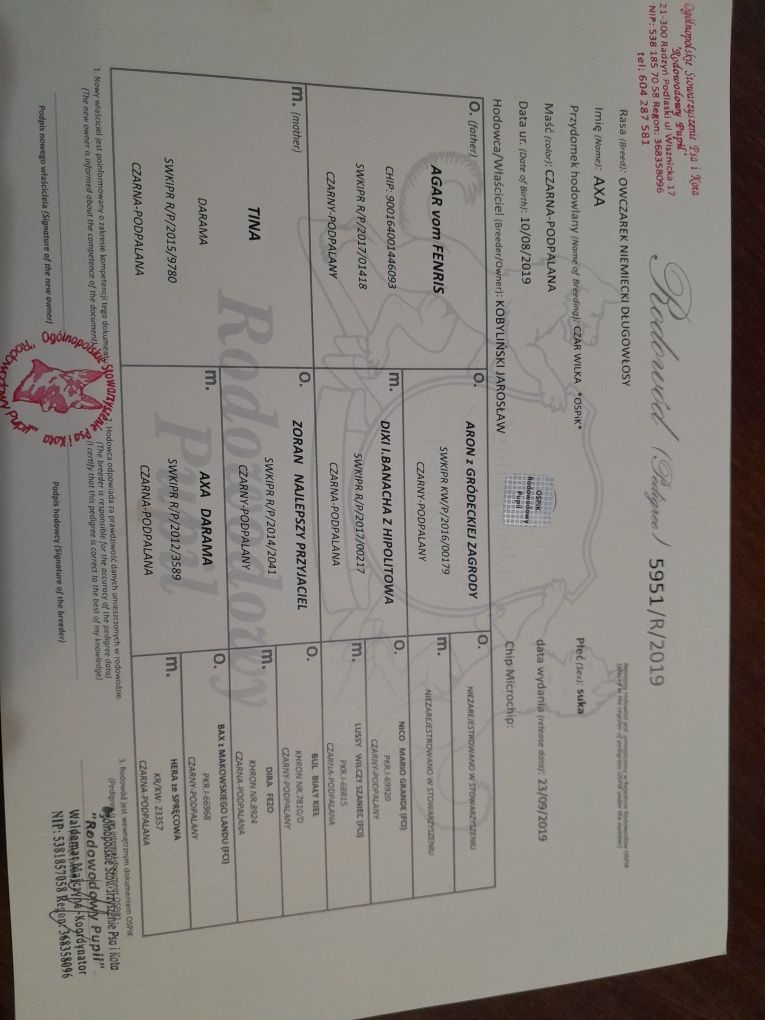 Owczarek Niemiecki Długowłosy Suka Hodowlana