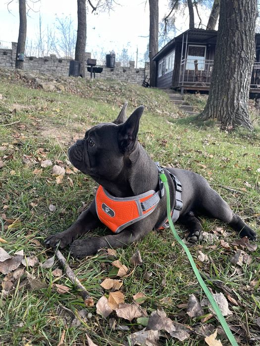 Вязка французького бульдога