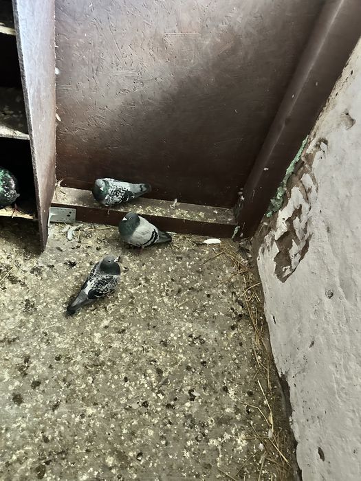 Sprzedam gołebie pocztowe z 2025