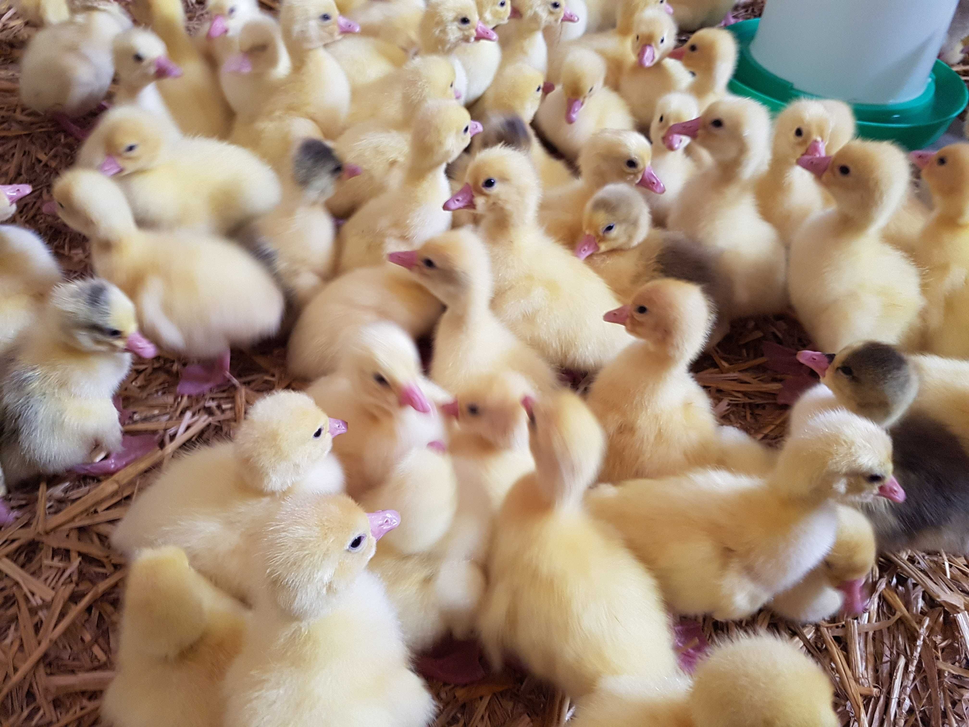 Gęśi pisklęta do odchowu kołudzka, landes, kartuska dowóz Gratis