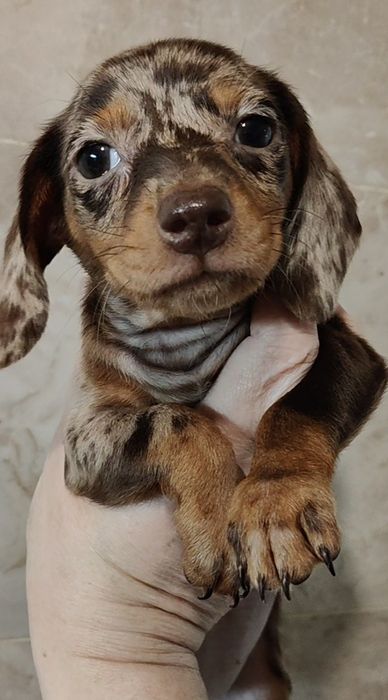 Шоколадно-мраморные щенки миниатюрной таксы В ХАРЬКОВЕ с родословной