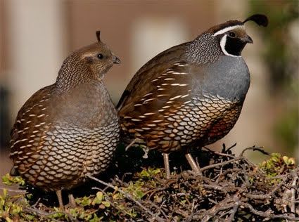 Калифорнийский перепел продам