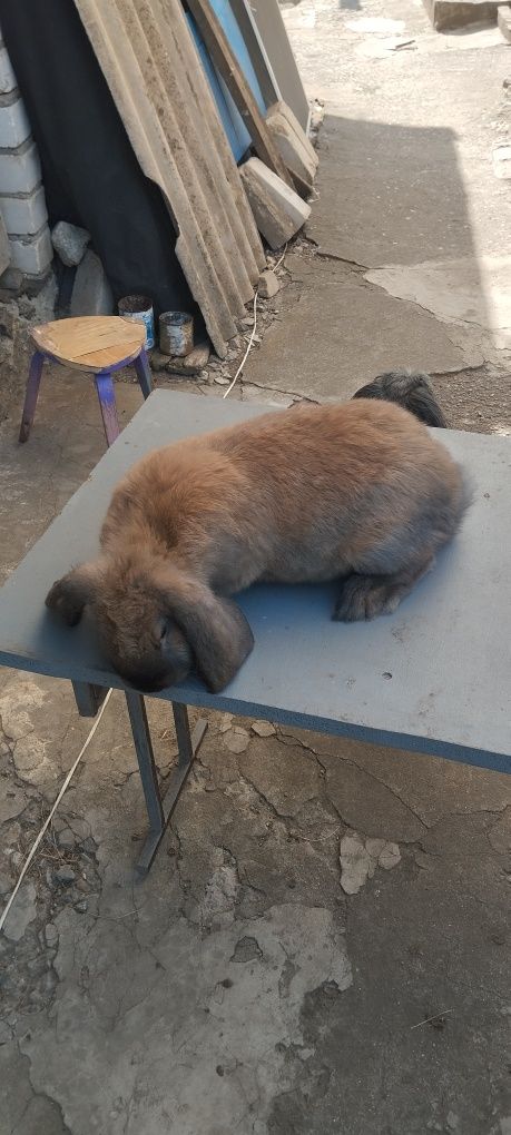 Кролик французького барана