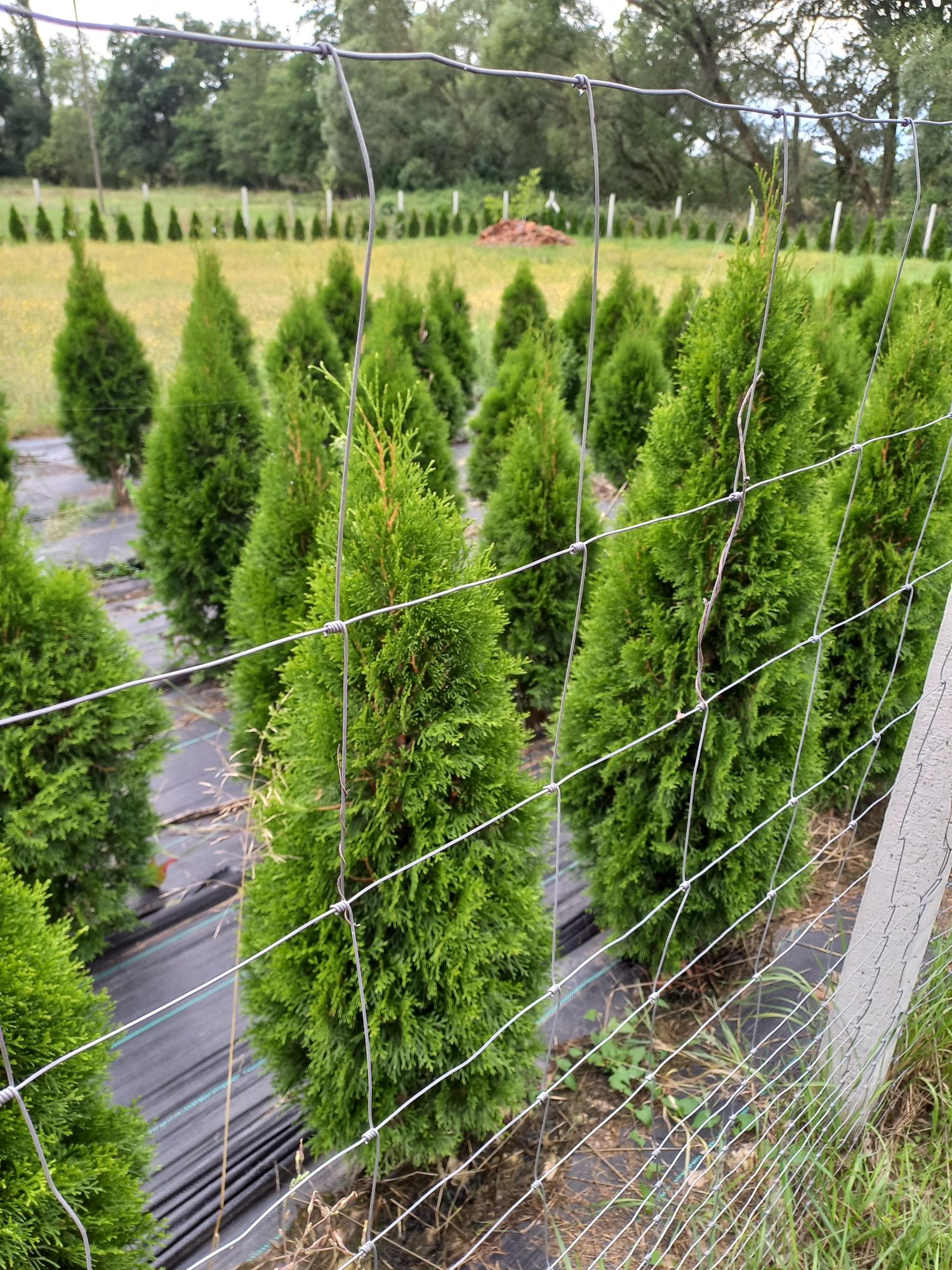 Tuja tuje szmaragd thuja thuje