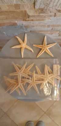 Набор из 6 морских звезд узорчатая для декора 6 шт (натуральная)