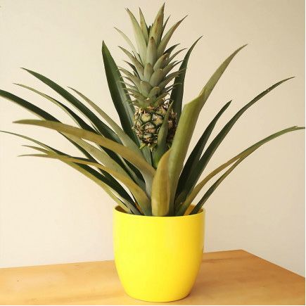 Детки комнатного декоративного ананаса