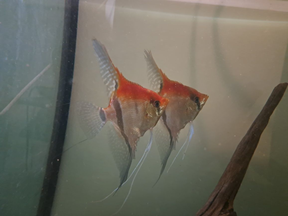 Skalar manacapuru red dorosłe