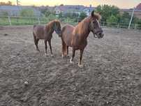 Witam sprzedam klacz z zrebakiem