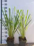 Trawa pampasowa /Cortaderia selloana doniczka P9