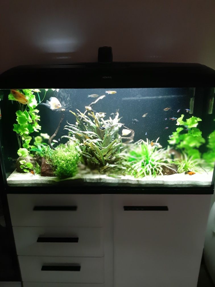 Akwarium 200L z szafką
