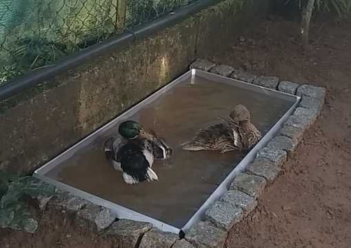 PATO REAL - vendo ainda são bebes sem as penas mudadas