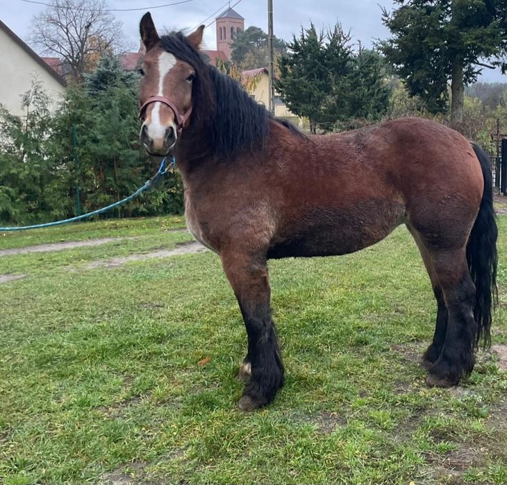 Sprzedam dwie klacze Gniade