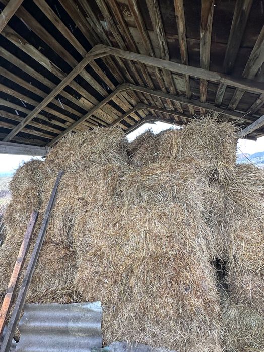 Сіно та тюки свіжі