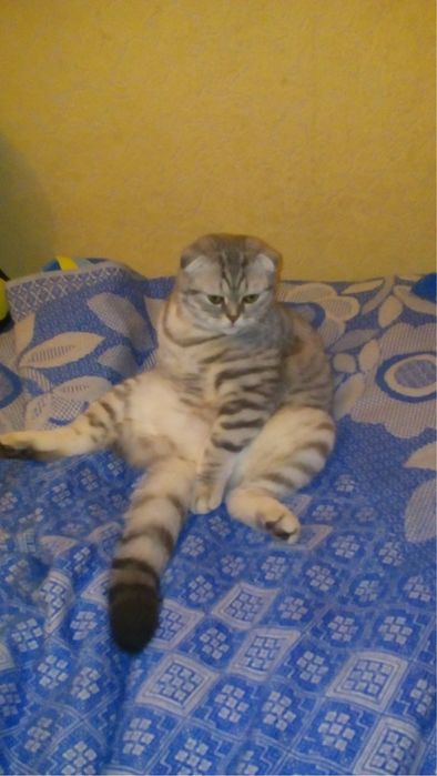 Кошенята Мама Скотішфолд