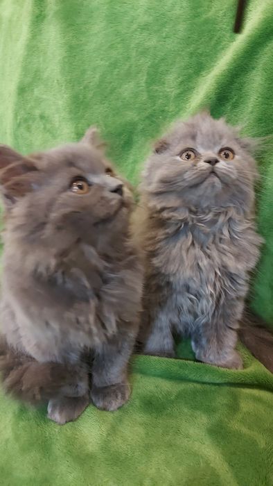 Шотландські кошенята