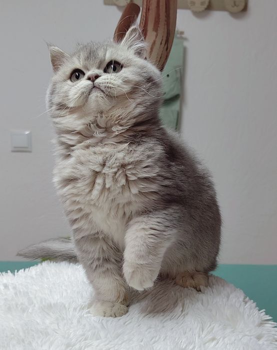 Menino scottish straight