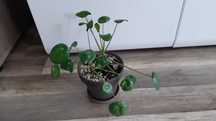 Pilea peperomioides white splash