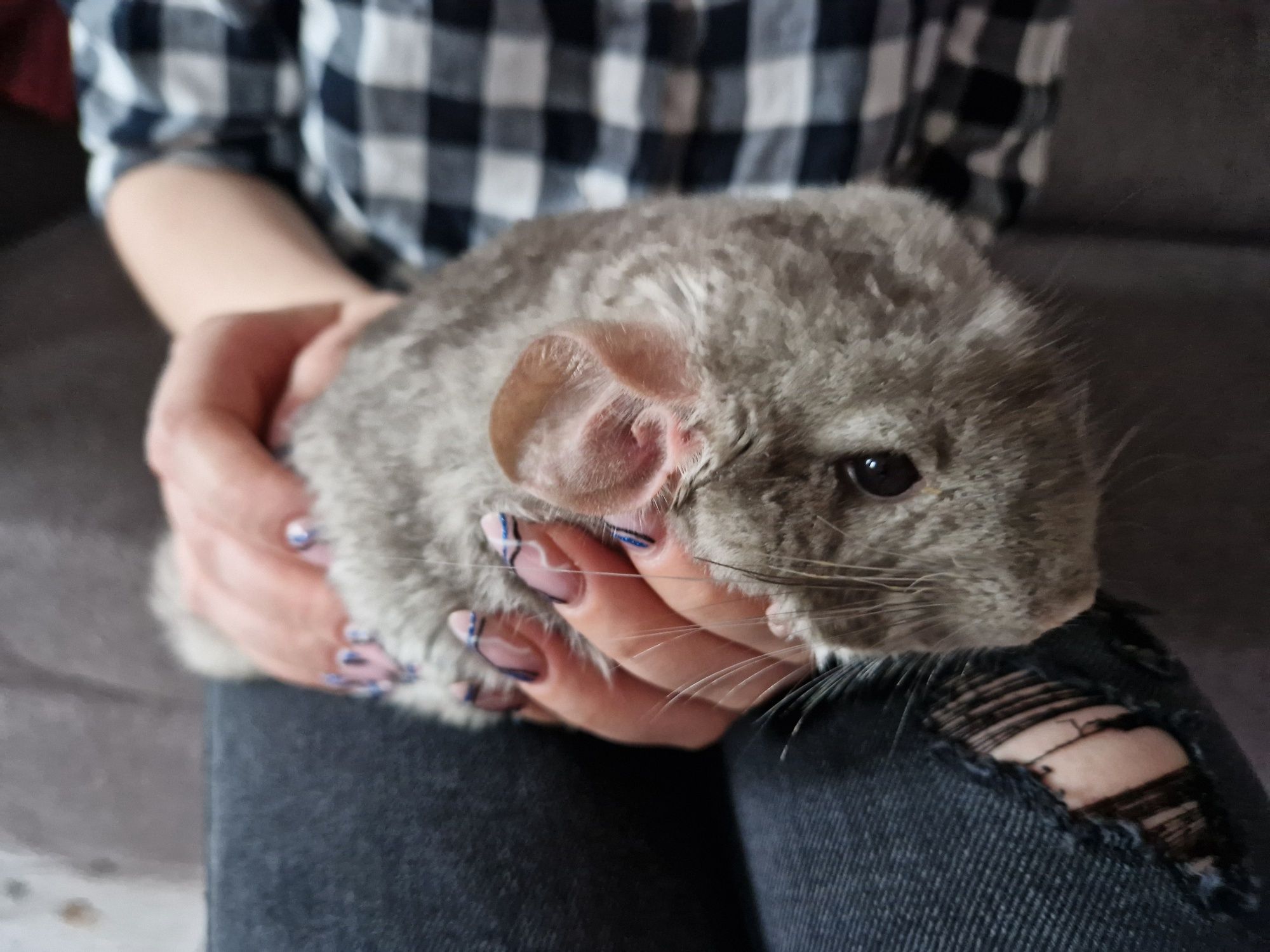 Szynszyla beżowa chinchilla karma