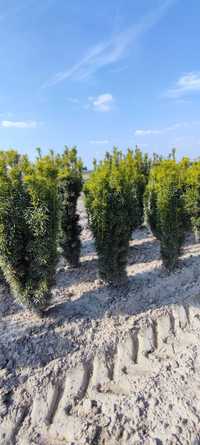 Cis Stefania 100-120cm grunt/juta Taxus nie hicksii/hilli