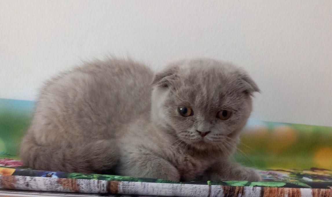 Scottish Fold macho