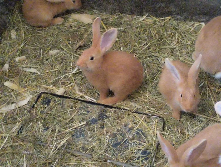 Кролики Бургундські