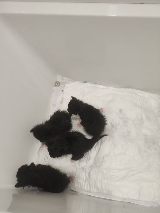 3 tygodniowe kociaczki do adopcji